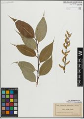 Foto von Salix lucida Muhl.